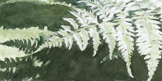 Ferns - Watercolor