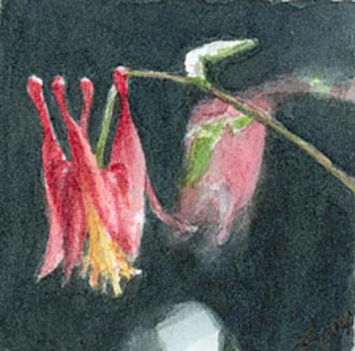 Wild Columbine - Framed Watercolor