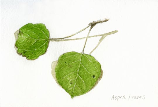 Aspen Leaves - Watercolor